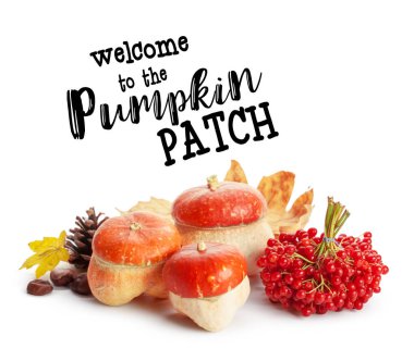 Minyatür kabaklar kopya alanı beyaz zemin üzerine.