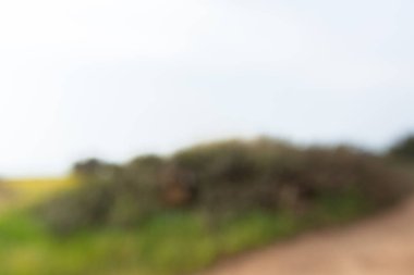 Parlak doğal yeşil bokeh, bulanık arka plan.