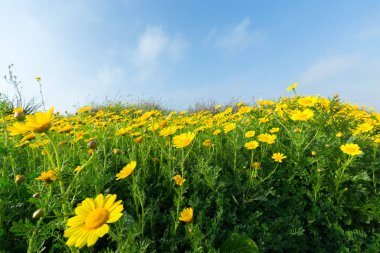 Sarı çiçekli bahar arka plan
