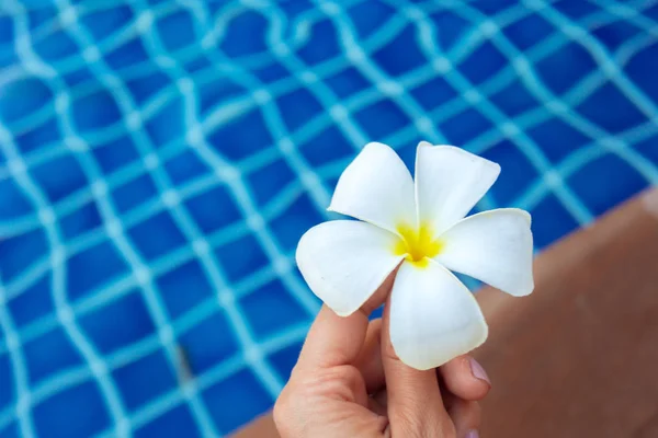 Drijvende Frangipani Bloemen Het Zwembad — Stockfoto