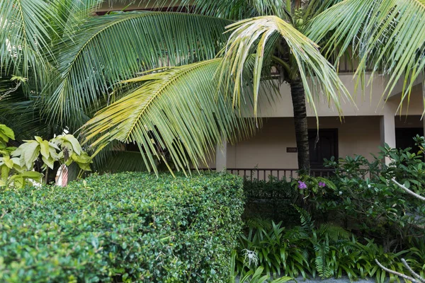 palmiye park arka plan üzerinde bırakır, yakın çekim