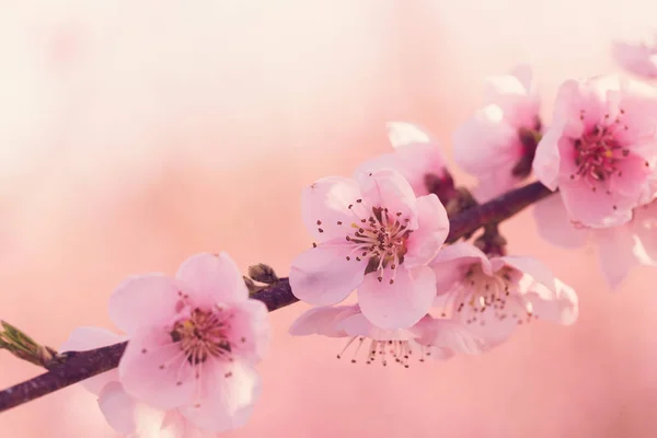 Pembe Çiçekli Bahar Ağacının Yakın Çekim — Stok fotoğraf