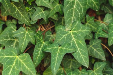 Yeşil yaprak dokusunu kapat