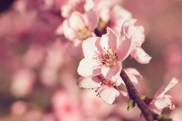 Pembe Çiçekli Bahar Ağacının Yakın Çekim — Stok fotoğraf