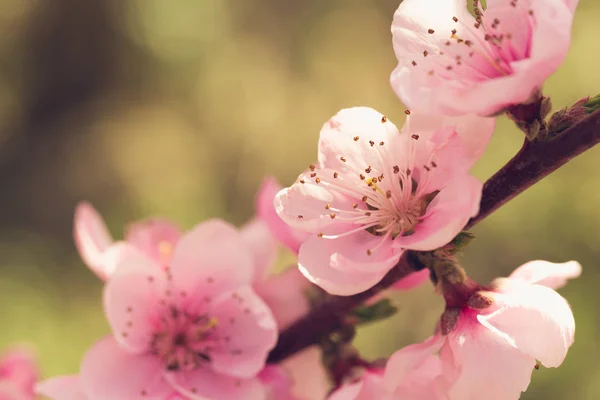 Gros Plan Arbre Printemps Avec Des Fleurs Roses — Photo