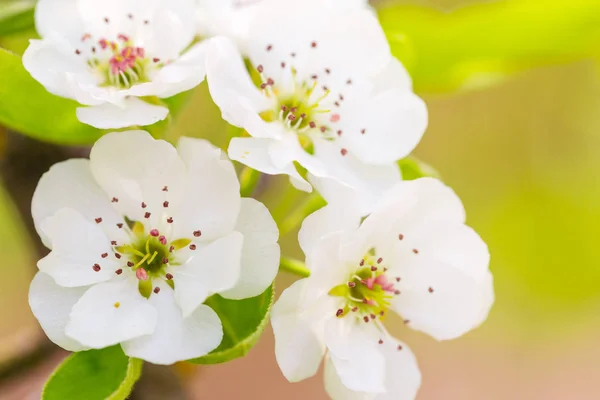 Blisko Białego Kwiatu Wiśni — Zdjęcie stockowe