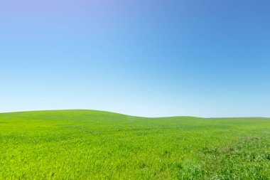 gündüz, mavi gökyüzü ile güzel yeşil alan 