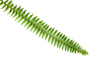 Beyaz arkaplanda yeşil eğreltiotu yaprağı izole