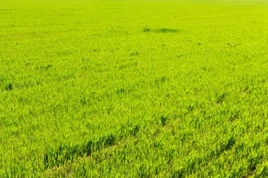 kırsal yeşil alanın doğal görünümü