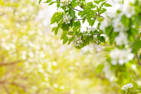 İlkbaharda kiraz çiçeği