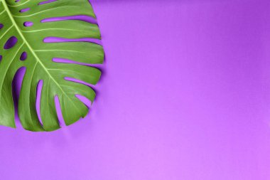 Moda arka planı renkli arka plan üzerinde Monstera yaprak ile 