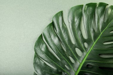 Moda arka planı renkli arka plan üzerinde Monstera yaprak ile 