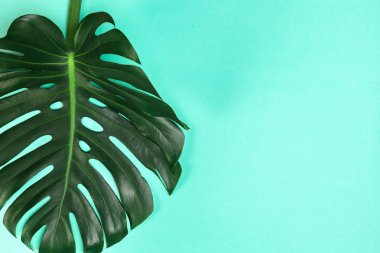 Moda arka planı renkli arka plan üzerinde Monstera yaprak ile 