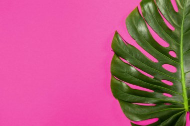 Moda arka planı renkli arka plan üzerinde Monstera yaprak ile 