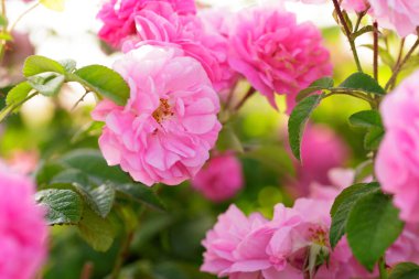 pembe Gül Bush alanda yakın çekim 