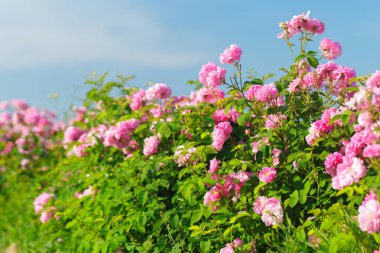 pembe Gül Bush alanda yakın çekim 