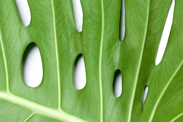 Hoja Verde Grande Planta Monstera Sobre Fondo Blanco —  Fotos de Stock