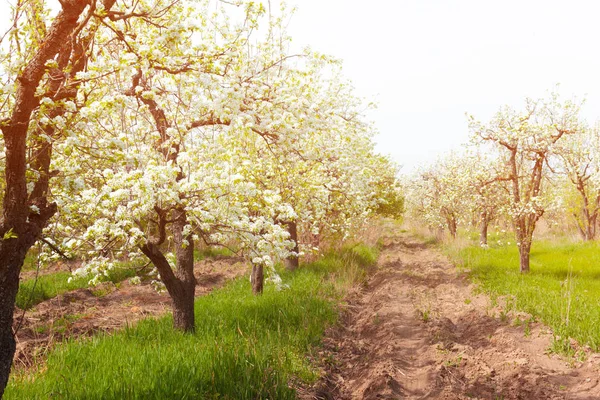 Flores Cerejeira Sobre Fundo Natureza Turva — Zdjęcie stockowe