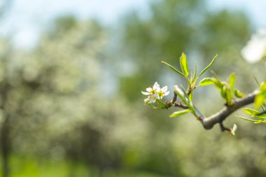 bulanık doğa arka plan üzerinde kiraz çiçekleri