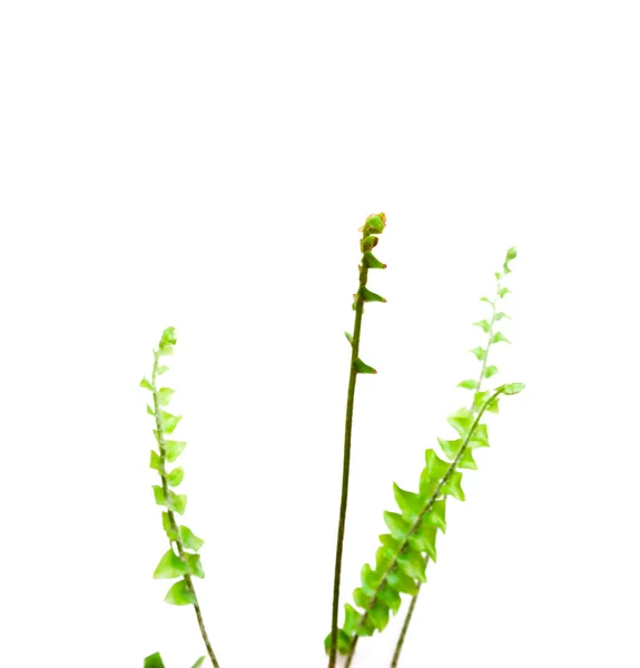 Feuilles Fougère Verte Isolées Sur Fond Blanc — Photo