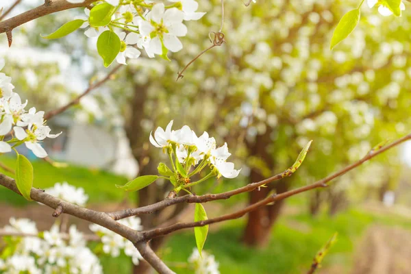 Flores Cerejeira Sobre Fundo Natureza Turva — Zdjęcie stockowe