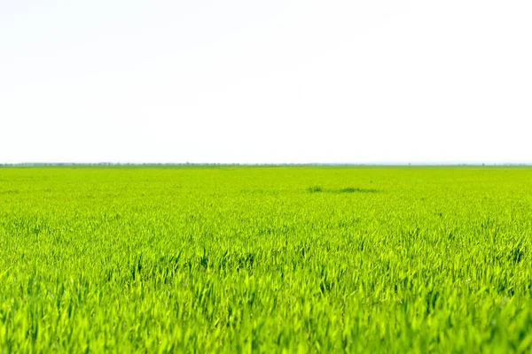 Piękny Widok Zielone Pola Wsi — Zdjęcie stockowe