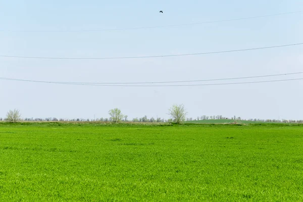 Schilderachtig Uitzicht Groen Gebied Het Platteland — Stockfoto