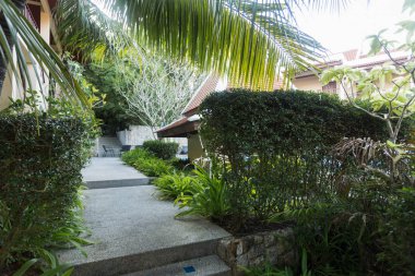 palmiye yaprakları park