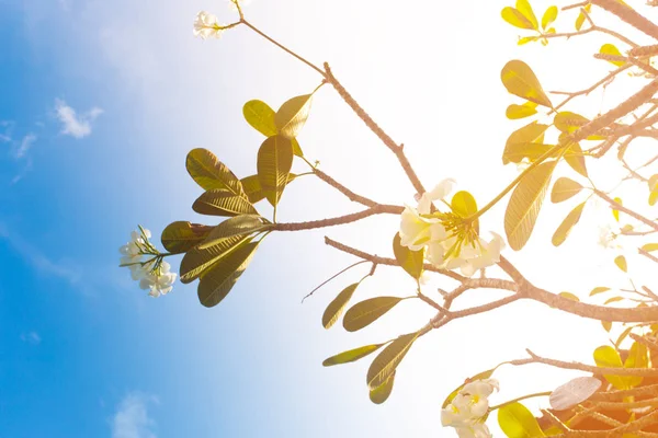 Ветви Франжипани Против Чистого Голубого Неба — стоковое фото