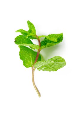 Beyaz arka plan üzerinde üzerine nane izole, yakın çekim