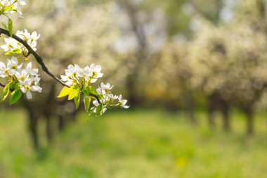 elma bahçesi bahar ağaçlarının çiçek açması ile