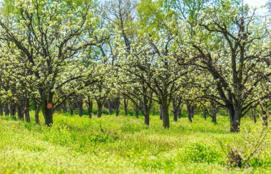elma bahçesi bahar ağaçlarının çiçek açması ile