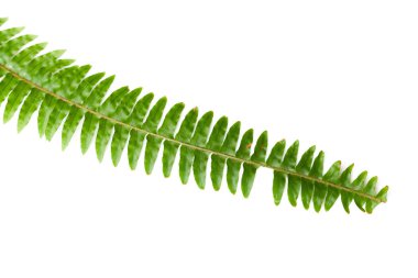 Beyaz arkaplanda yeşil eğreltiotu yaprağı izole