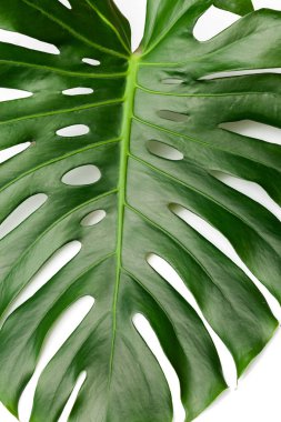 Beyaz arka plan üzerinde izole monstera koyu yeşil yaprak