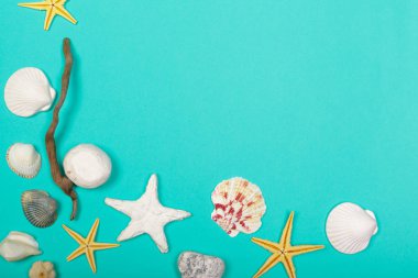 Renkli arka plan üzerinde farklı deniz kabuklarını, yakın çekim