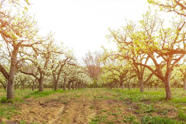 elma bahçesi bahar ağaçlarının çiçek açması ile
