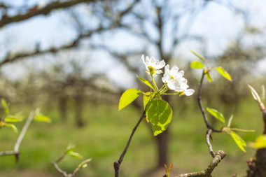 bulanık doğa arka plan üzerinde kiraz çiçekleri