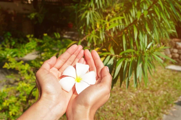 Frangipani Bloem Handen Van Een Vrouw — Stockfoto