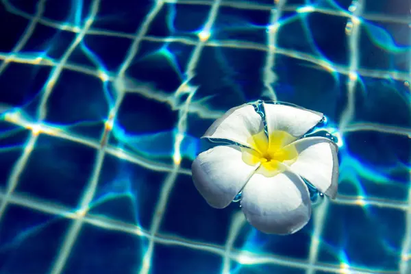 Flores Frangipani Flotantes Piscina — Foto de Stock