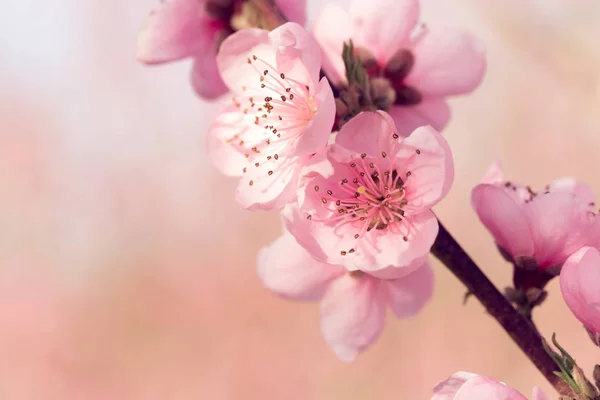 Gros Plan Arbre Printemps Avec Des Fleurs Roses — Photo