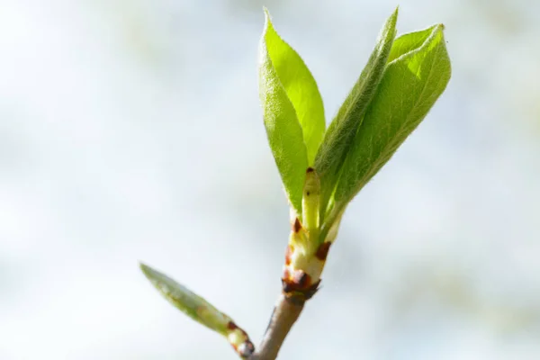 Las Hojas Verdes Parque Ciudad Tarde Primavera — Foto de Stock