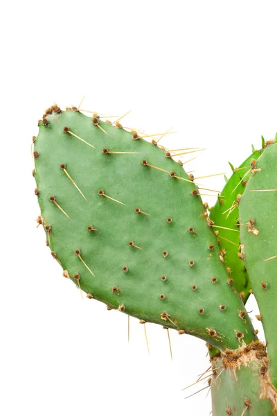 Close Van Een Cactus Plant Geïsoleerd Witte Achtergrond — Stockfoto