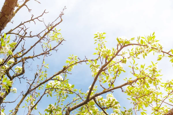 Körsbär Blommar Över Suddig Natur Bakgrund — Stockfoto