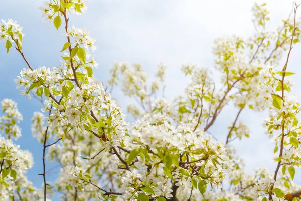 Körsbär Blommar Över Suddig Natur Bakgrund — Stockfoto