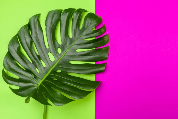 Fond Mode Avec Feuille Monstera Sur Fond Coloré — Photo