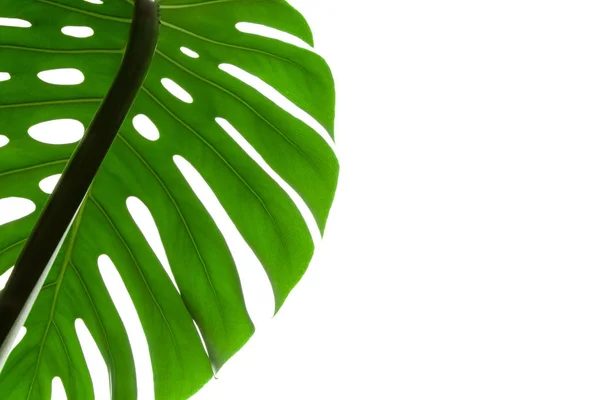 Stora Gröna Blad Monstera Växt Vit Bakgrund — Stockfoto