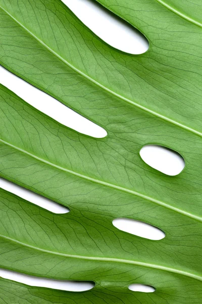 Hoja Verde Grande Planta Monstera Sobre Fondo Blanco — Foto de Stock