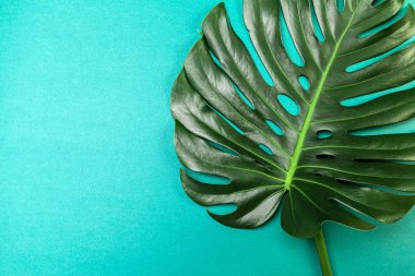 Moda arka planı renkli arka plan üzerinde Monstera yaprak ile 