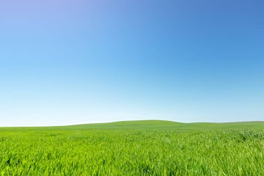 gündüz, mavi gökyüzü ile güzel yeşil alan 