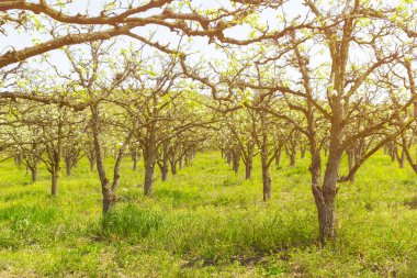 elma bahçesi bahar ağaçlarının çiçek açması ile